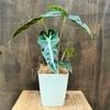 ���տ�ʪ�����������������ޥ��˥�*�ץ�ݥå� �����䥷���� Alocasia amazonica