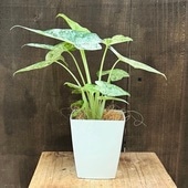 ���տ�ʪ������������ ���ɥ� �Хꥨ������*�ץ�ݥå� �����䥷���� Alocasia odora Variegata