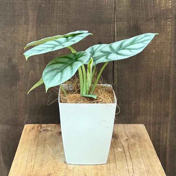 観葉植物：アロカシア シルバードラゴン*プラポット ココヤシ飾り