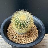 ܥƥ󡧥桼٥ޥ˥ꥪȥǥ*2.5