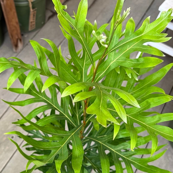 花苗 観葉植物：グレビレア ゴールド*6号 バイレヤナ バイレアナ