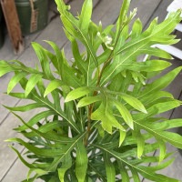 花苗 観葉植物：グレビレア ゴールド*6号 バイレヤナ バイレアナ