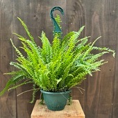 ���տ�ʪ���ͥե���ԥ�����󥿥�*5���ߤ�ȭ