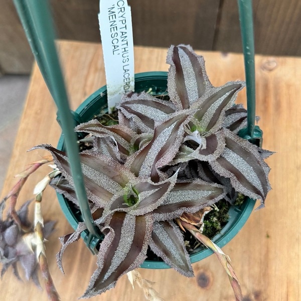 観葉植物：クリプタンサス ラセルダエ メネスカル*4号吊り鉢 | 観葉