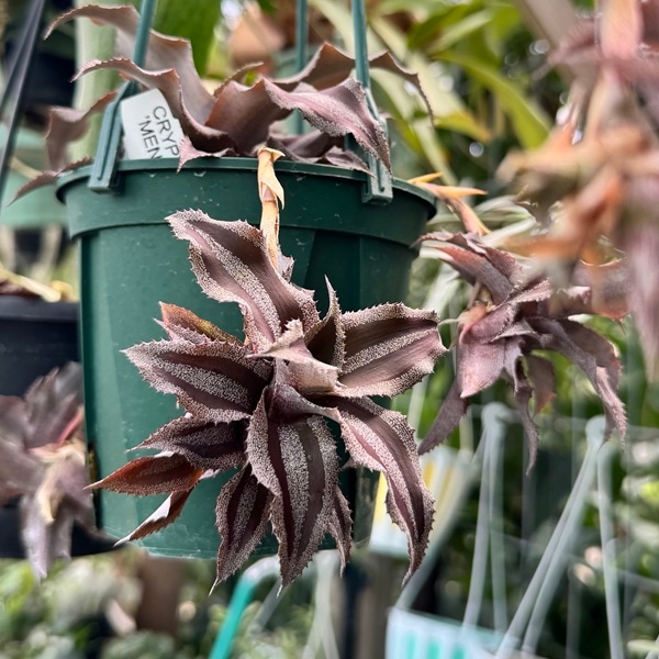 観葉植物：クリプタンサス ラセルダエ メネスカル*4号吊り鉢 | 観葉