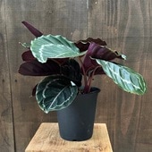 տʪƥʥեå*5ץݥå