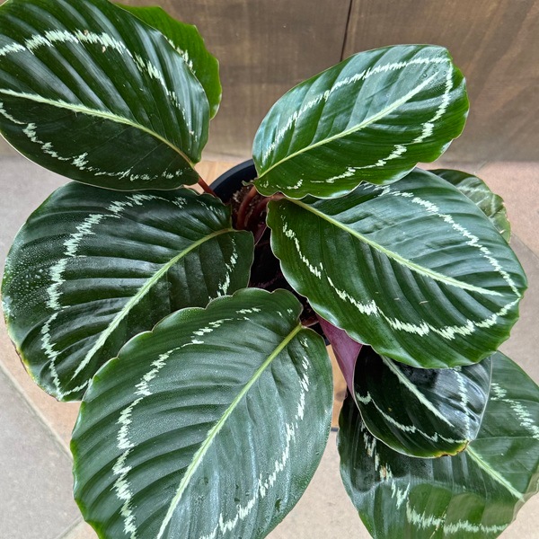 観葉植物：カラテア ヴェイチアナフック*5号プラポット | 観葉植物