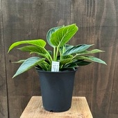 졡տʪեǥɥ С*5 ץݥå