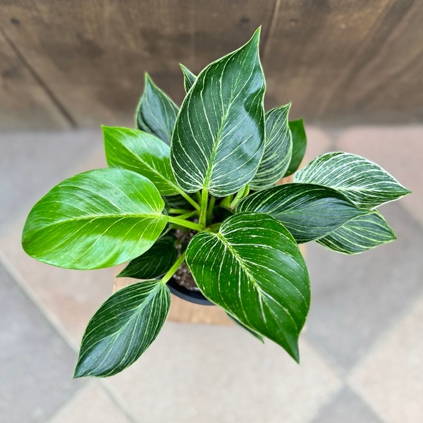 おしゃれ 観葉植物：フィロデンドロン バーキン*5号 プラポット | 観葉