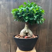 ������� ���տ�ʪ��������ޥ�*�����饢����