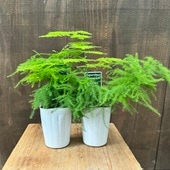 �� ���տ�ʪ�������ѥ饬�� �ʥʥ�*2�ĥ��å�