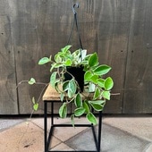 ������졡���տ�ʪ���ۥ� ����Ρ��� ��åץ��顼*4���ߤ�ȭ