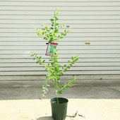 ���ڡ����ڡ��ѡ��륢���������ߥ⥶*�ݥ���꡼�ե��ꥢ��6�桡����90������������