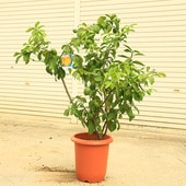 �������ڡ����ڡ��̼�:��¥���ʥӥ��ե�󥫡ˤ���ݦݨ�����ʸ¤ꡪ��*����130��������������ȯ��