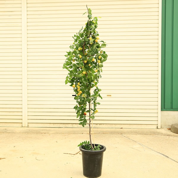 ڡ ʸ¤ꡧͤʤĤʥʥĥ˰ͥʥĥᡡ130*ܧ  