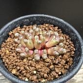 ò¿ʪΥեĥ åۥե *4.5