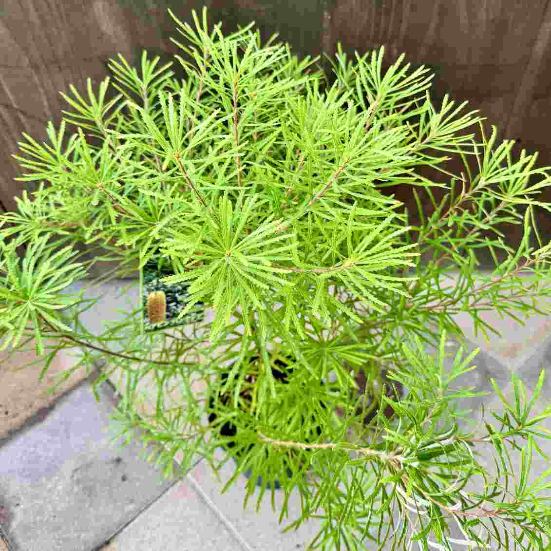 観葉植物 鉢花 苗：バンクシア スピヌロサ* ヘアピンバンクシア 7号