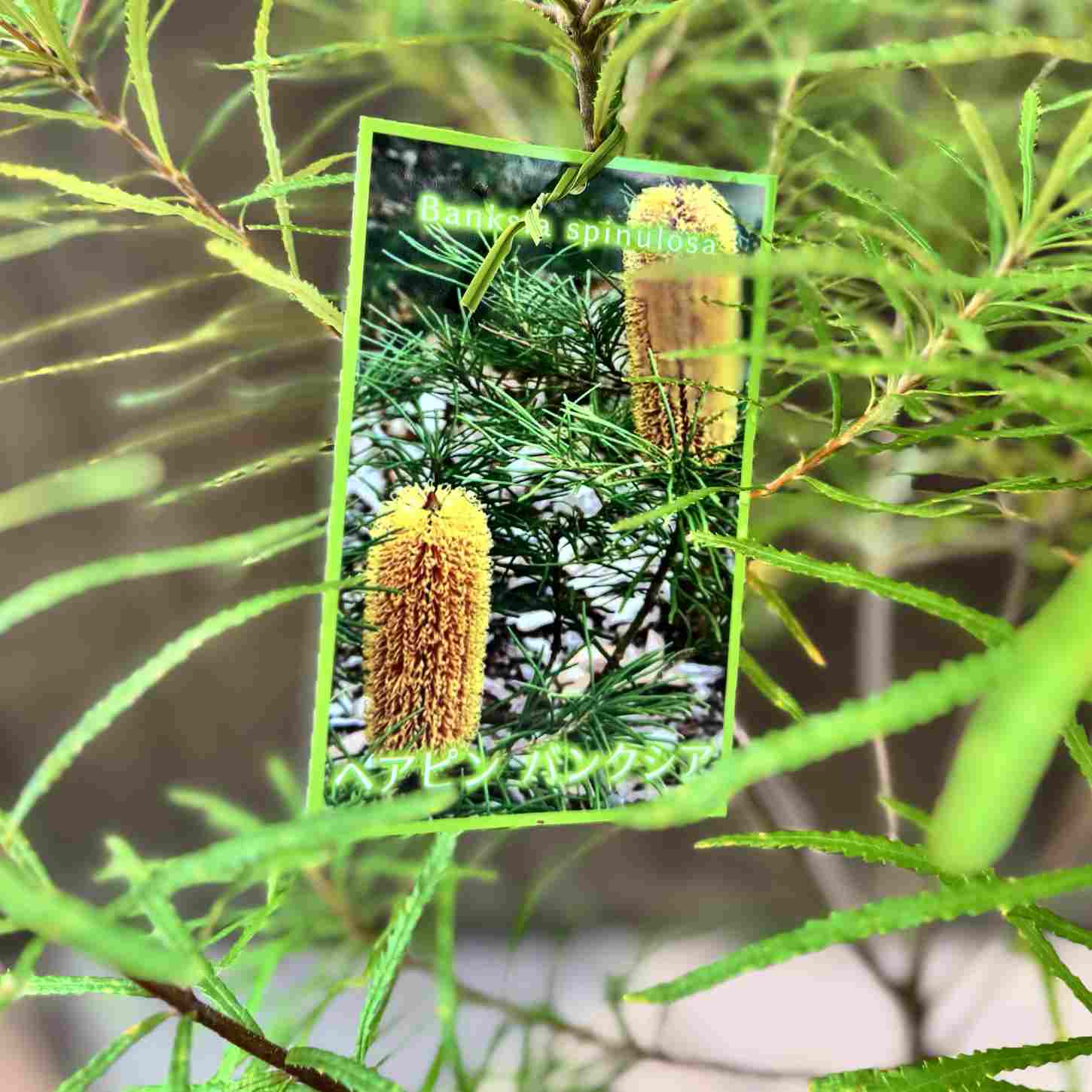 観葉植物 鉢花 苗：バンクシア スピヌロサ* ヘアピンバンクシア 7号