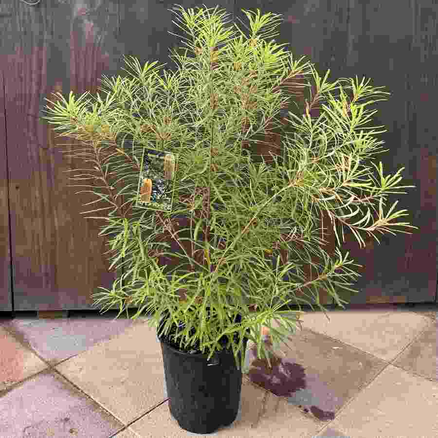 観葉植物 鉢花 苗：バンクシア スピヌロサ* ヘアピンバンクシア 7号