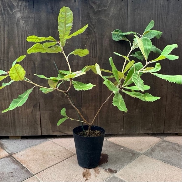 観葉植物 鉢花 苗：バンクシア ロブル*スワンプバンクシア ロブール 6
