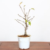 �ڸ������������ġۡ����¾���ʥץ�ȭ��* ���ƥ�Х����� ���Ƥ�Ф�����