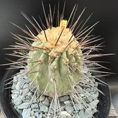 ܥƥ󡧥ԥݥ δ ĥ*9cmʡʸ¤