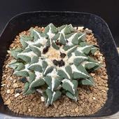 òܥƥ󡧥ꥪץϹð*6.5ʡʸ¤