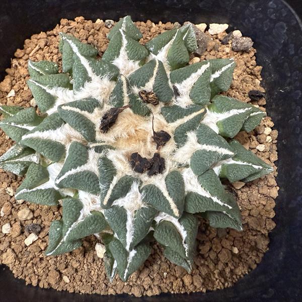 サボテン　アリオカルプス　花牡丹、国内繁殖株、疣 大疣黒牡丹 実生 A2711☆アリオカルプス サボテン☆「送料無料