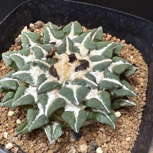 希少　サボテン　アリオカルプス　変疣青磁牡丹　国内繁殖栽培苗　実生　鉢ごと発送 サボテン アリオカルプス 変疣青磁牡丹 国内繁殖栽培苗 実生 鉢ごと