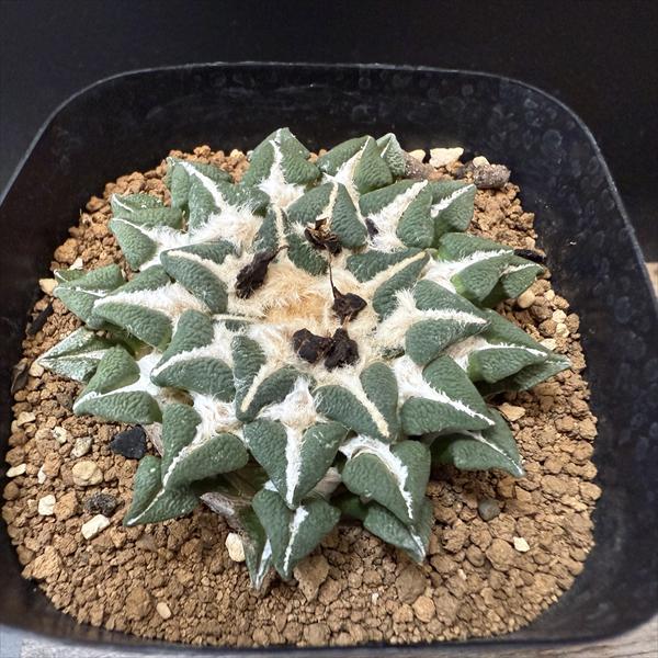 ☆特価☆サボテン：アリオカルプス 大疣黒牡丹 実生*幅6.5cm 現品