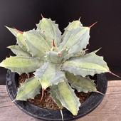 ò¿ʪ١ɱɥڥå*11ʡʸ¤