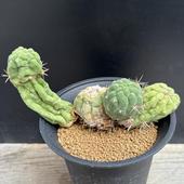 ܥƥ󡧥ȥꥳ쥦  *17cmʡʸ¤