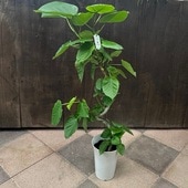 ���տ�ʪ���ե����� ����٥顼��*�ץ�ݥå� �緿��ޥ���