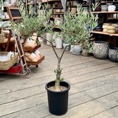 졡տʪ꡼֤ ԥ 8*10SOUJU ϼ  Picual緿ޥ