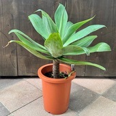 ���տ�ʪ�������١����ƥʡ���*8�桡���ʤ��Ϥ����緿��ޥ���