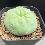 ܥƥ󡧥եե顡̡*5.5cmʡʸ¤