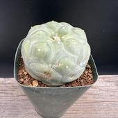 ܥƥ󡧥եե顡̡*7cmʡʸ¤