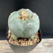 ܥƥ󡧥եե顡̡*5.5cmʡʸ¤