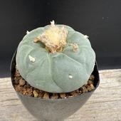 ܥƥ󡧥եե顡̡*6cmʡʸ¤