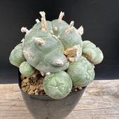 ܥƥ󡧥եե顡 *8.5cmʡʸ¤