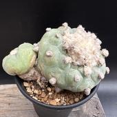 ܥƥ󡧥եե顡ǥե塼 鴧 *12cmʡʸ¤ꡡ