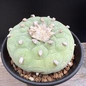 ܥƥ󡧥եե顡ǥե塼 鴧 *8cmʡʸ¤ꡡ