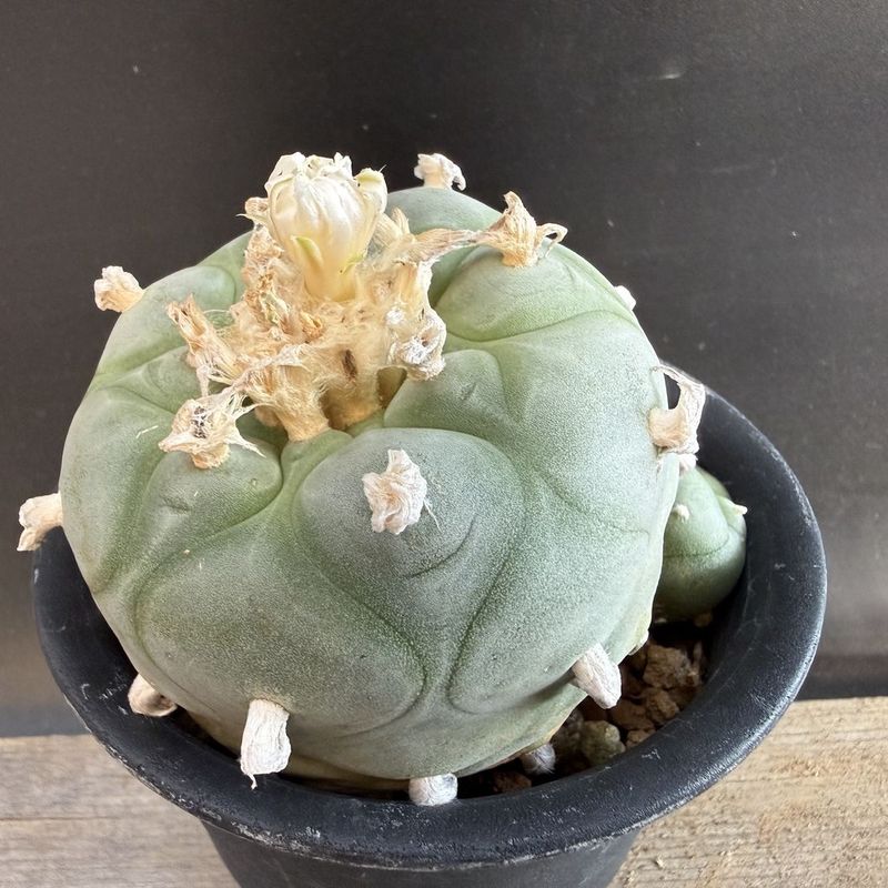 ���ܥƥ󡧥��ե��ե��顡�ǥ��ե塼�� �鴧�� ����*��7cm�����ʡ����ʸ¤�