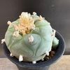 ���ܥƥ󡧥��ե��ե��顡�ǥ��ե塼�� �鴧�� ����*��7cm�����ʡ����ʸ¤�