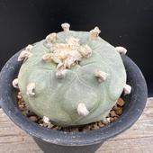 ܥƥ󡧥եե顡ǥե塼 鴧 *7cmʡʸ¤