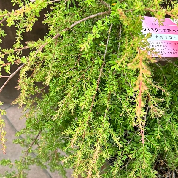 観葉植物 花苗：レプトスペルマム バーチカルドロップ*6号 | 観葉植物