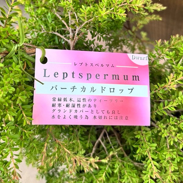 観葉植物 花苗：レプトスペルマム バーチカルドロップ*6号 | 観葉植物