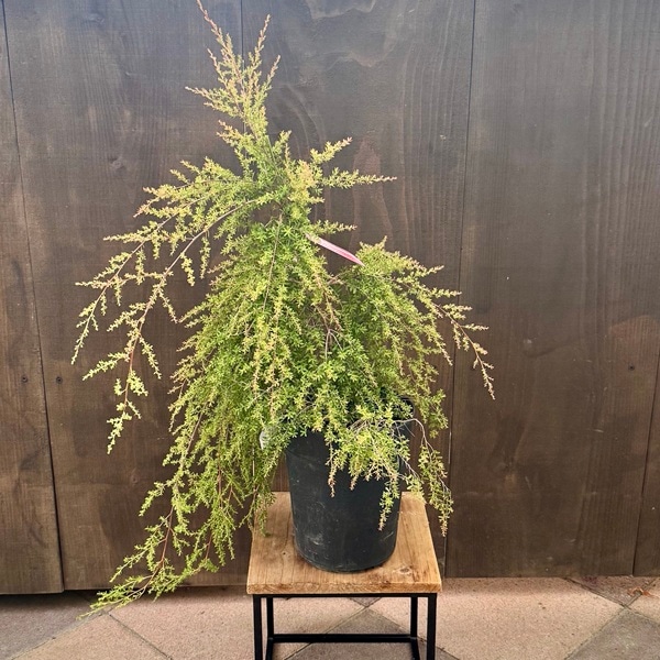 観葉植物 花苗：レプトスペルマム バーチカルドロップ*6号 | 観葉植物