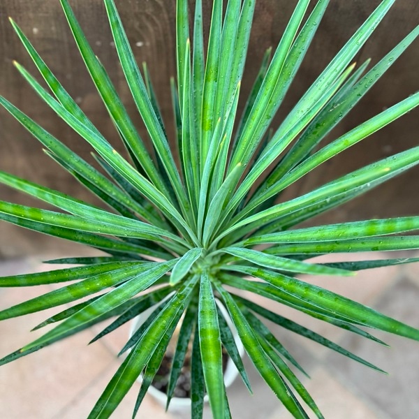 観葉植物：ユッカ アロイフォリア*プラポット | 観葉植物,ミディアム