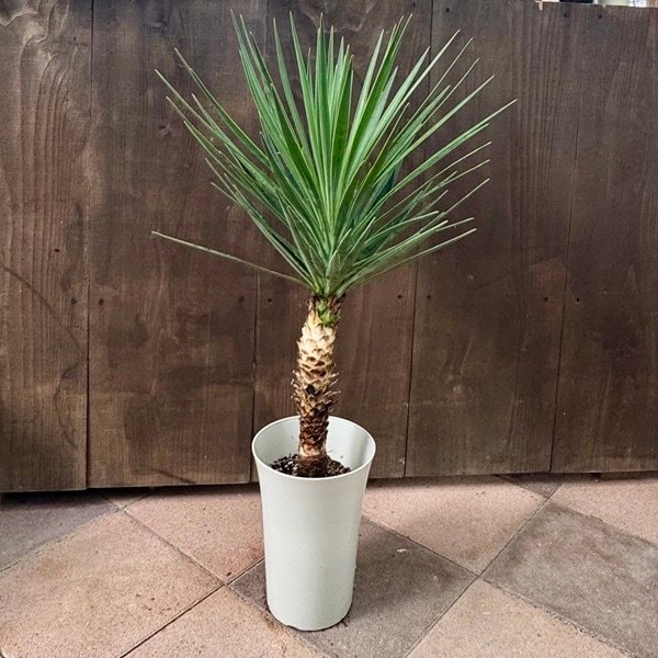 ユッカ アロイフォリア の通販 フラワー・ガーデニング ユッカ アロイ